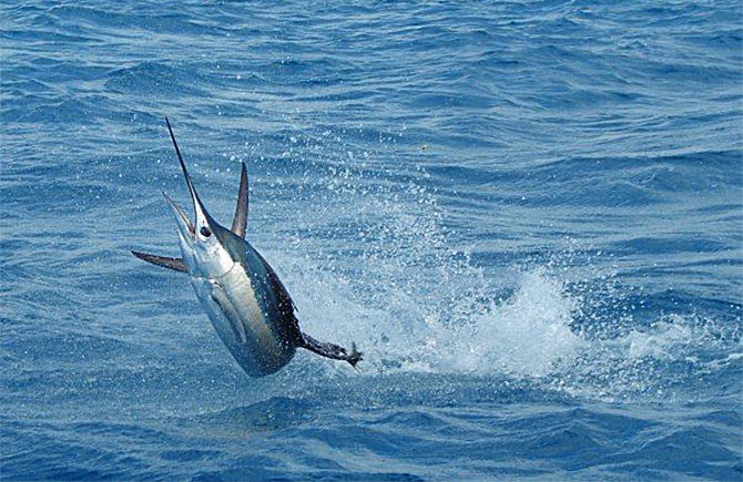 Deep sea sport fishing off the coast of Huatulco