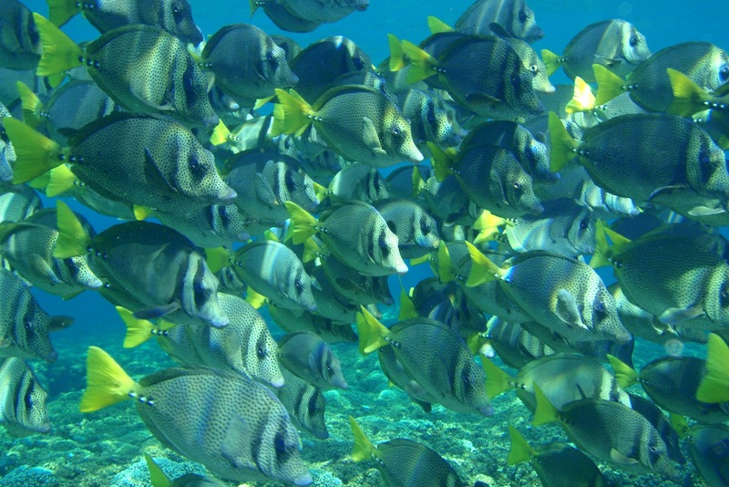 Snorkeling in crystal-clear waters at Huatulco bay